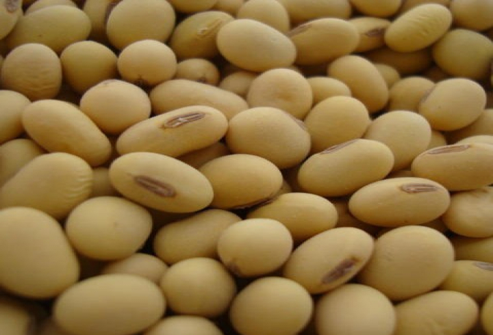 gallery/soybeans