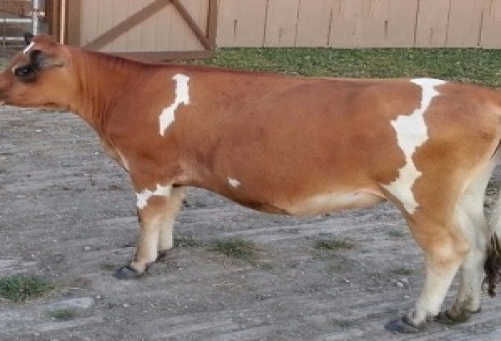 gallery/jersey cattle1