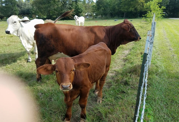 gallery/brahman cattle 1