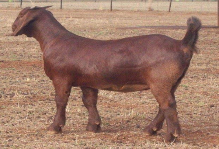 gallery/kalahari reds