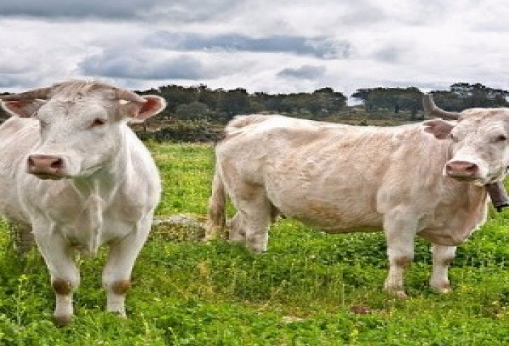 gallery/charolais