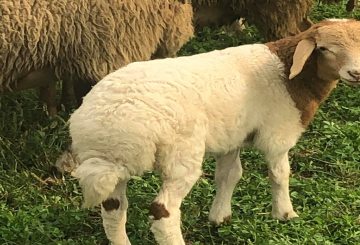 gallery/ewassi dairy sheep