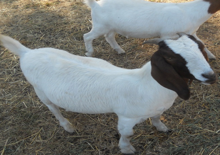gallery/boer goat