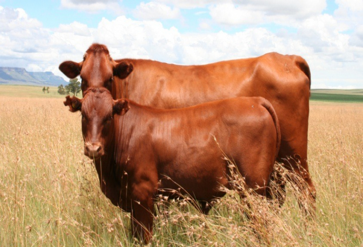 gallery/bonsmara cow