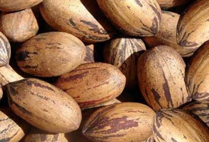 gallery/pecan nuts