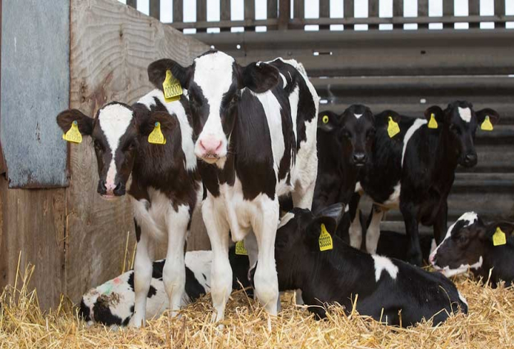 gallery/holstein dairy cattle