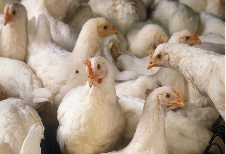 gallery/broiler chicks