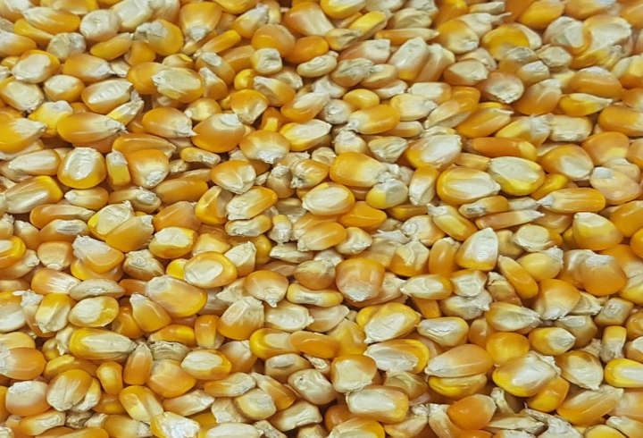 gallery/yellow corn
