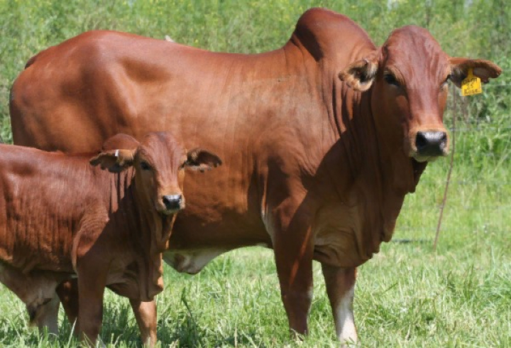 gallery/boran cattle 1